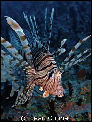 Lionfish by Sean Cooper 